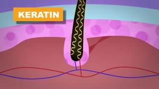 Why do some people go bald?