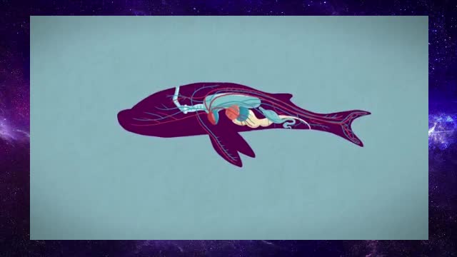 The three different ways mammals give birth