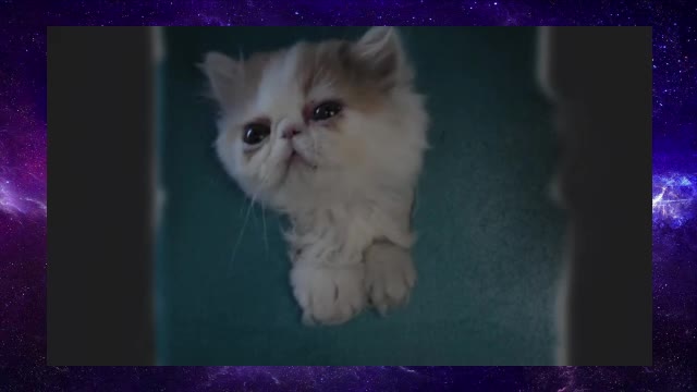 The Cat Raised by a Mouse