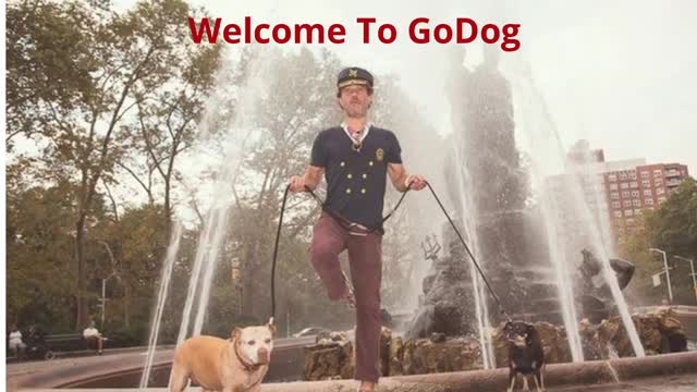 GoDog - Best Dog Walking Company in Brooklyn, NY