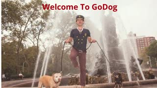 GoDog - Best Dog Walking Company in Brooklyn, NY
