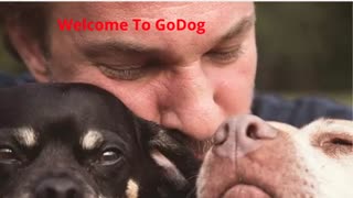 GoDog : Dog Boarding in Brooklyn, NY