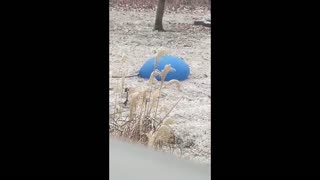 Freezing Giant water balloon trial 1