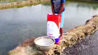Million African Catfish Eating Pellet Feed in Pond