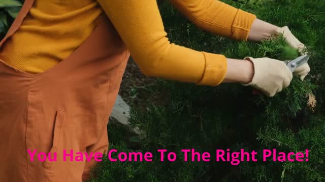 DR. M Enterprises Inc - Tree And Shrub Care in Norman, OK