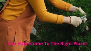 DR. M Enterprises Inc - Tree And Shrub Care in Norman, OK